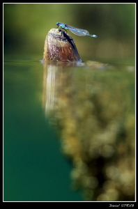 Dragonfly resting on a wood :-D by Daniel Strub 